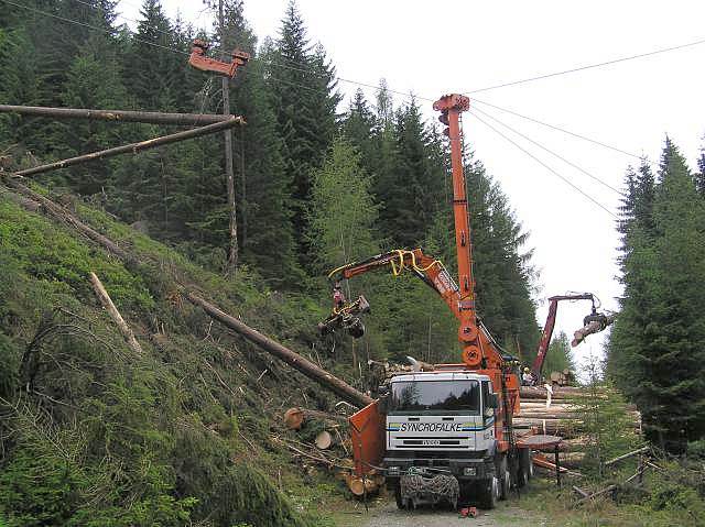 Syncrofalke.jpg